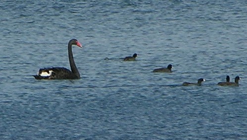 Presque Isle Pa. Black Swan at Presque Isle, PA. A black swan appeared last Fall(2005) where no black swan ahould. My wife took the picture and I did a little cropping so it