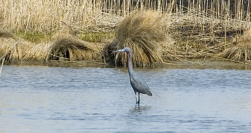 A Heron of A Different Color