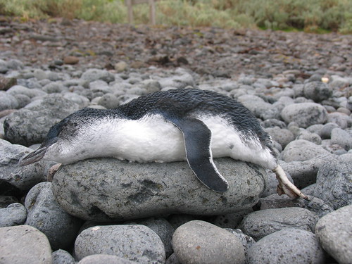 Megadyptes antipodes fairy penguins photo gallery as fairypictures of 