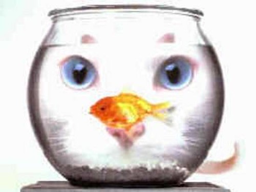goldfish bowl and cat. wallpaper the goldfish bowl
