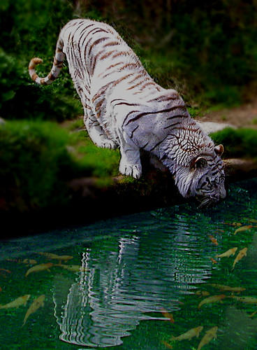 white tiger by Franomilano