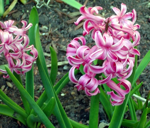 Pink hyacinth
