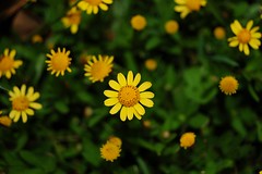 Yellow Flowers - by Dizzy Girl