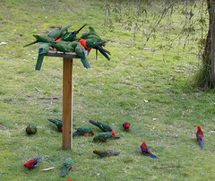 Feeding parrots - by Denis Fox