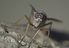 Snipe Fly (Rhagio scolopacea)