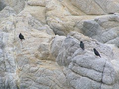 Rock and pigeons