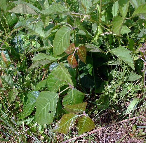 poison ivy plant red. Young red poison ivy leaves