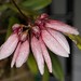 Bulbophyllum acuminatum – Lisa Humphreys