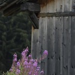 flowers-at-chalet