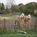 Blonde Pferde in Zeitz 01