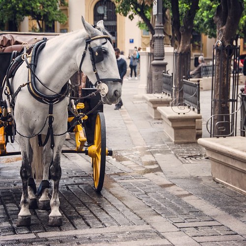 2012     #Travel #Memories #Throwback #2012 #Autumn #Sevilla #Spain  ... #Square #Bench #Horse #Carriage ©  Jude Lee