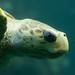 Myrtle the sea turtle