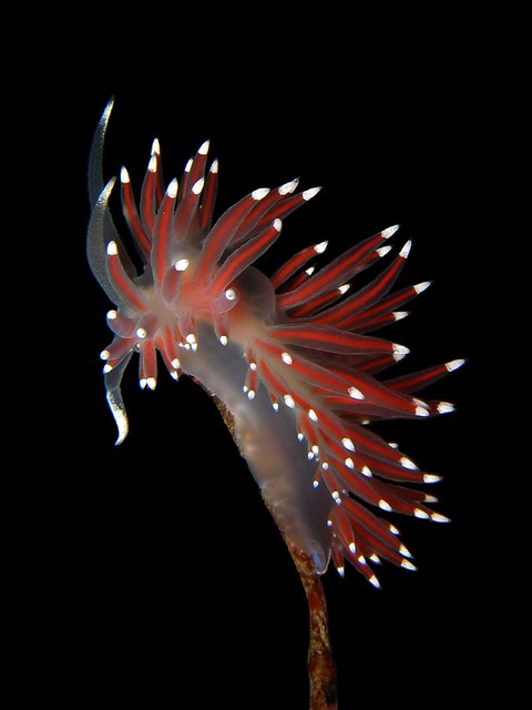 Flabellina pellucida / Rød frynsesnegl