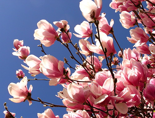 magnolia tree blossom. magnolia tree outside.