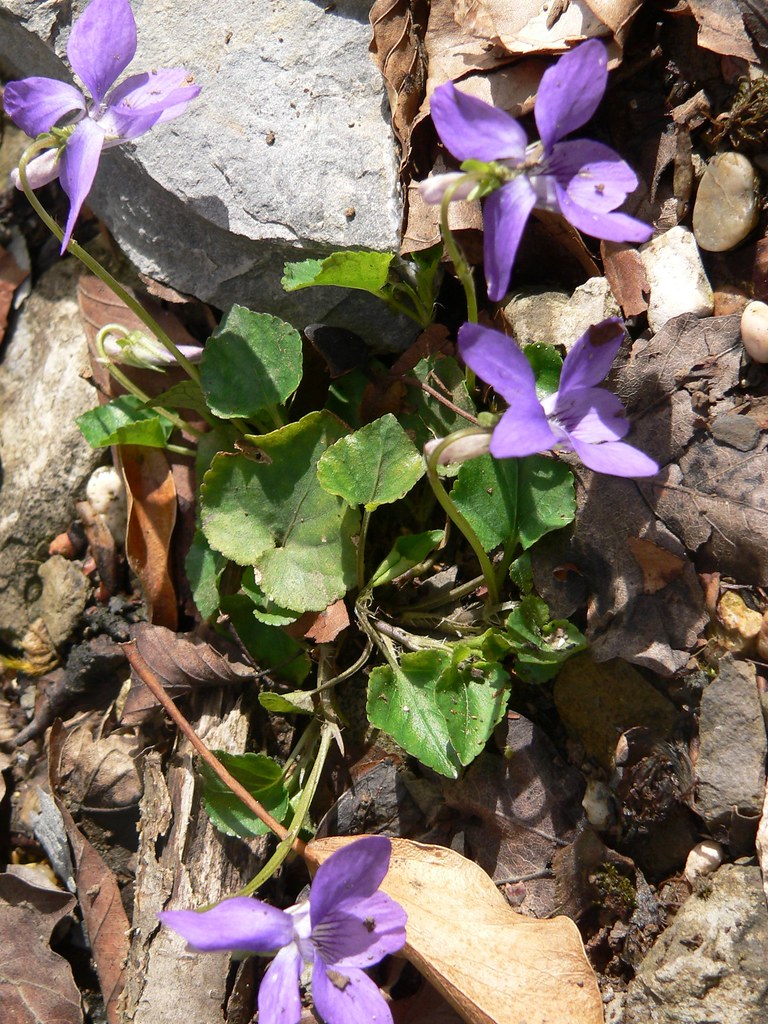 violetas en el campo de Santiago