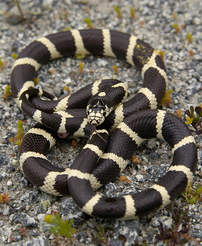 king snake california