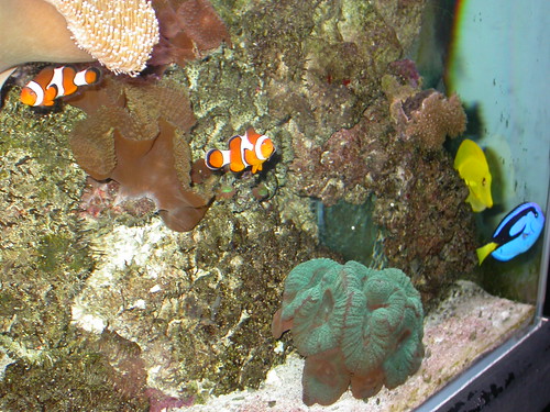 Nemo and Dory (x a few)