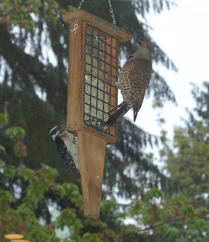 A Northern Flicker and a Hairy Woodpecker sharing the suet.