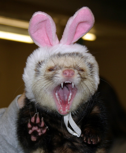 It's the angry Easter ferret!
