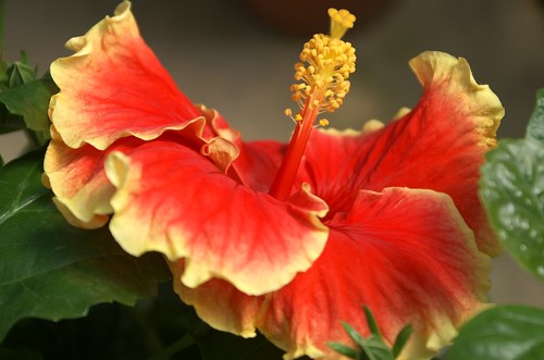 hibiscus bunga raya