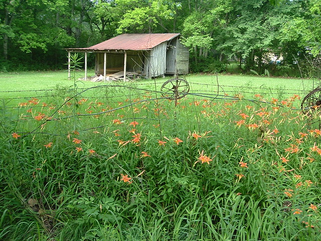 Shed and flowers