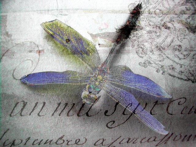 solar dragonfly and french manuscript by Paul Grand