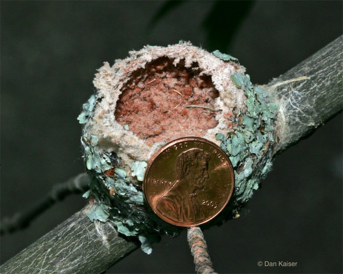 ruby throated hummingbird nest size: Ruby-throated Hummingbird nest