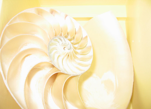 Fibonacci Shell Spiral