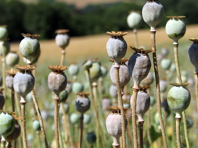 Opium Poppy Heads