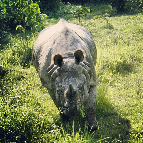   ... 2009   ...    ... #Travel #Memories #2009 #Chitwan #National #Park    #Nepal       #Wild #Animal #Rhino #Grass #Jungle #Safari ©  Jude Lee