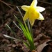 jonquille - daffodil