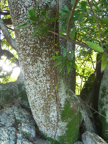 poison oak rash pictures children. Poison oak vining up bay tree
