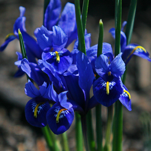 Blue Iris 75