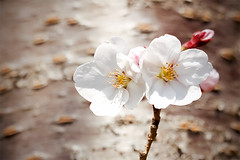 Cherry Blossoms #3