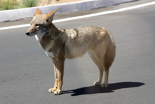 Coyote Up Close & Personal