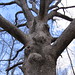 The Great Swamp Oak, IMG_0477.JPG