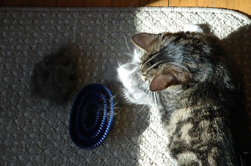 The Little Cat Brush That Could