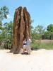 Giant Termite Mount