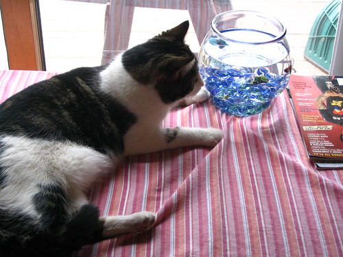 sonny and the fishbowl