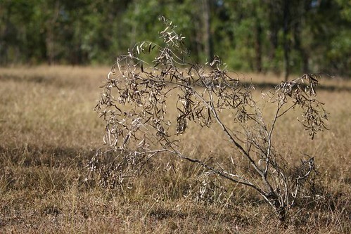dried sapling