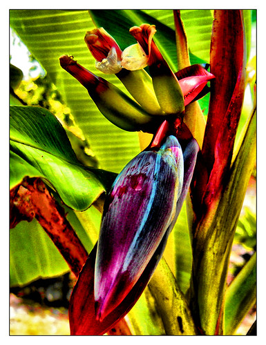 banana plant in hawaii