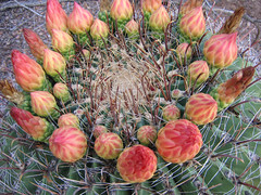 Cactus Bud Crown_CU
