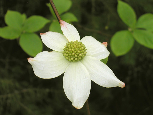 Pacific dogwood by dalllam.
