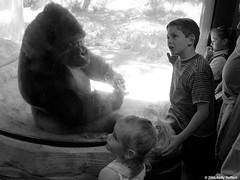 Children Marveling at Gorilla