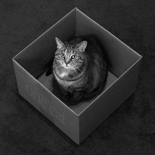 a box for every cat | Flickr - Photo Sharing!
