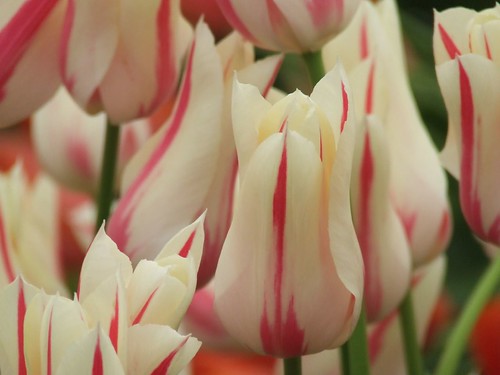 Tulip flowers.. 