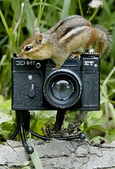 Boris the Chipmunk with his Zenit  ET camera (2)