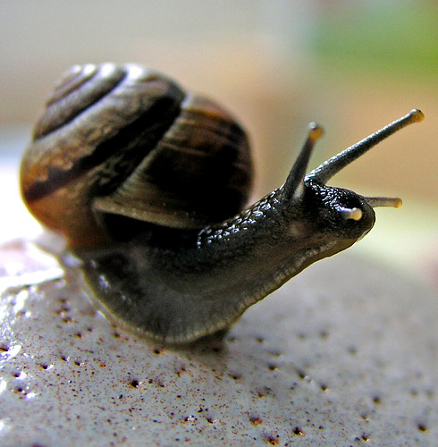 Alert garden-snail