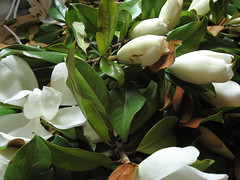 magnolias06