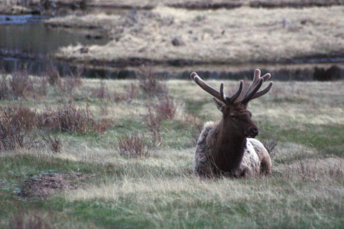 More Elk in Horseshoe Park